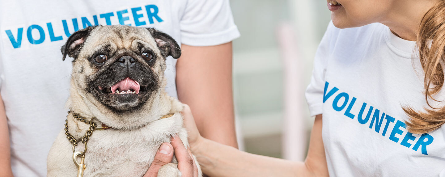 Pug held up by two volunteers