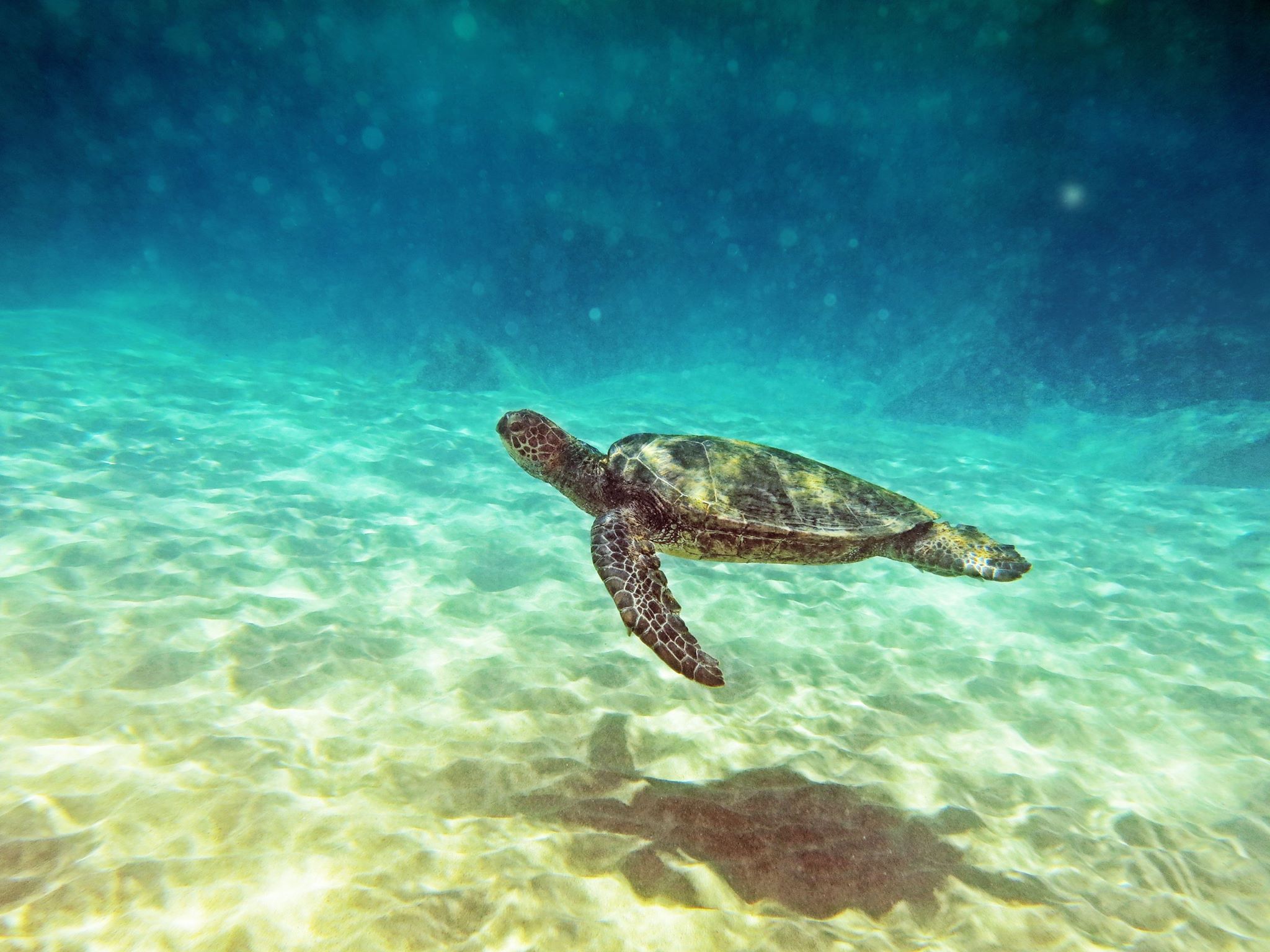 turtle swimming underwater